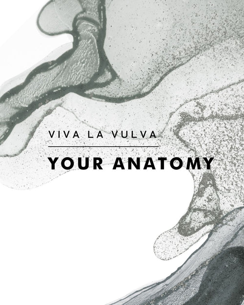 Viva La Vulva: Get to Know Your Internal Female Anatomy